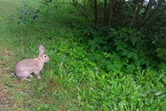 chotebor_11